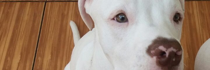 Manu banner