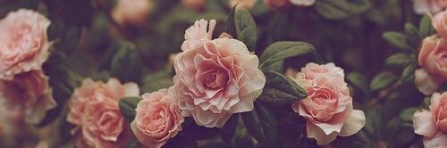 Nicole_Ferrando's profile banner image