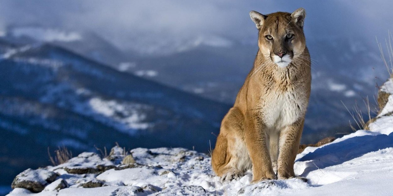 CougarsX69's profile banner image