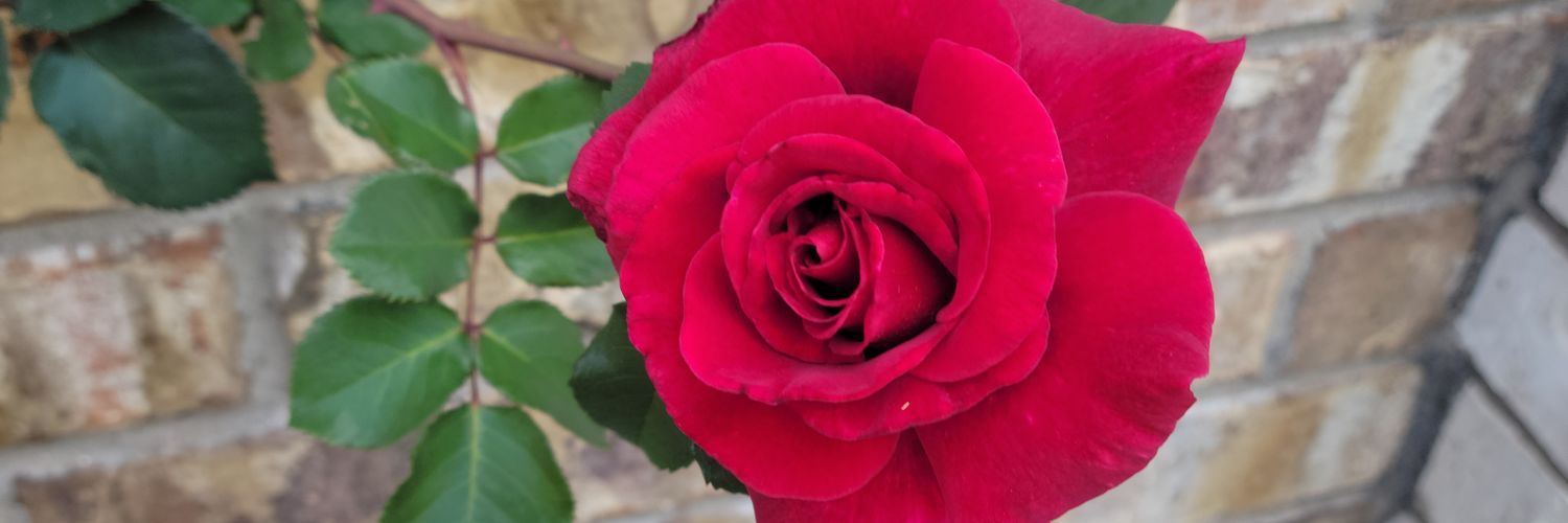 Jennifer Lancaster banner