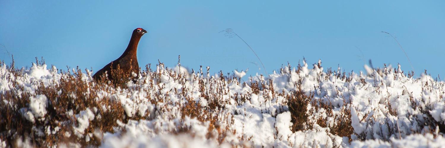 John Kenneth Wallis banner