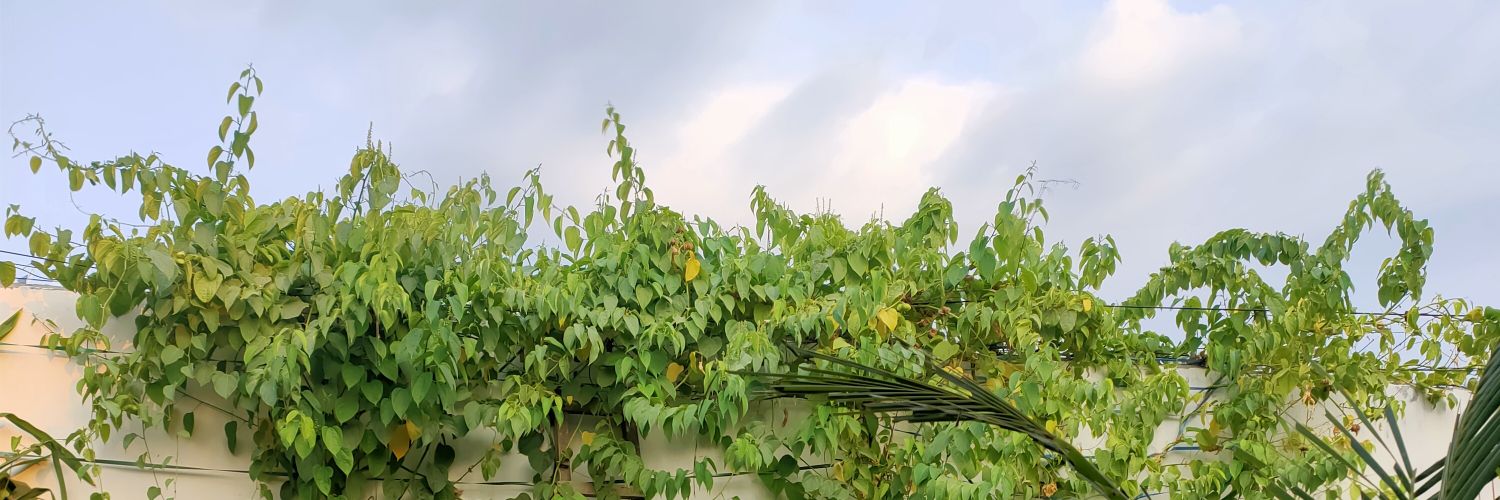 muujeep's profile banner image