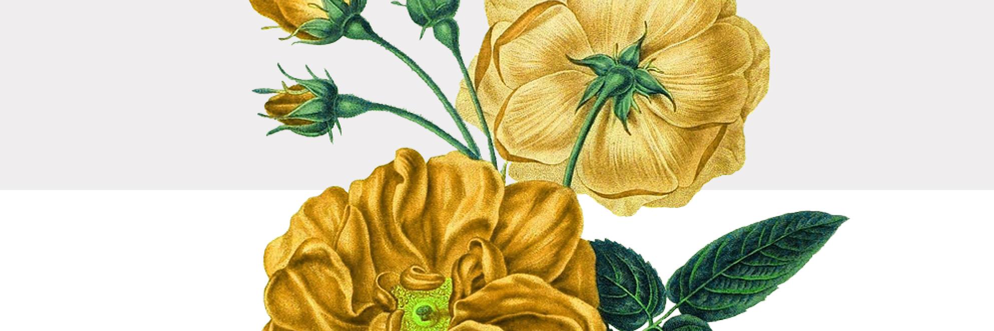 Yellow Co. banner