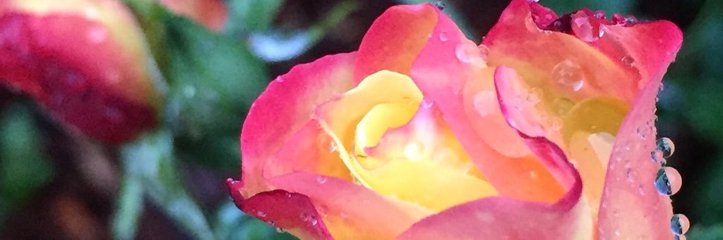TamLK1's profile banner image