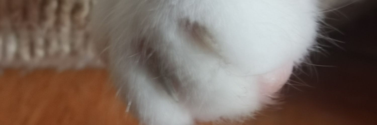 CarolinRebolled's profile banner image