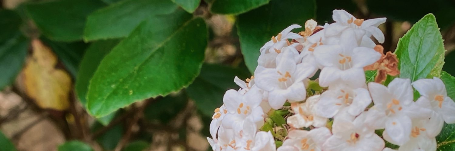 allielizzy99's profile banner image