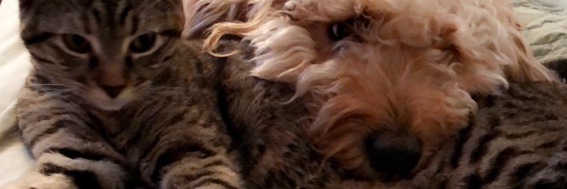 zoedawn4's profile banner image