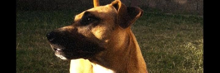 aguspallaroni's profile banner image