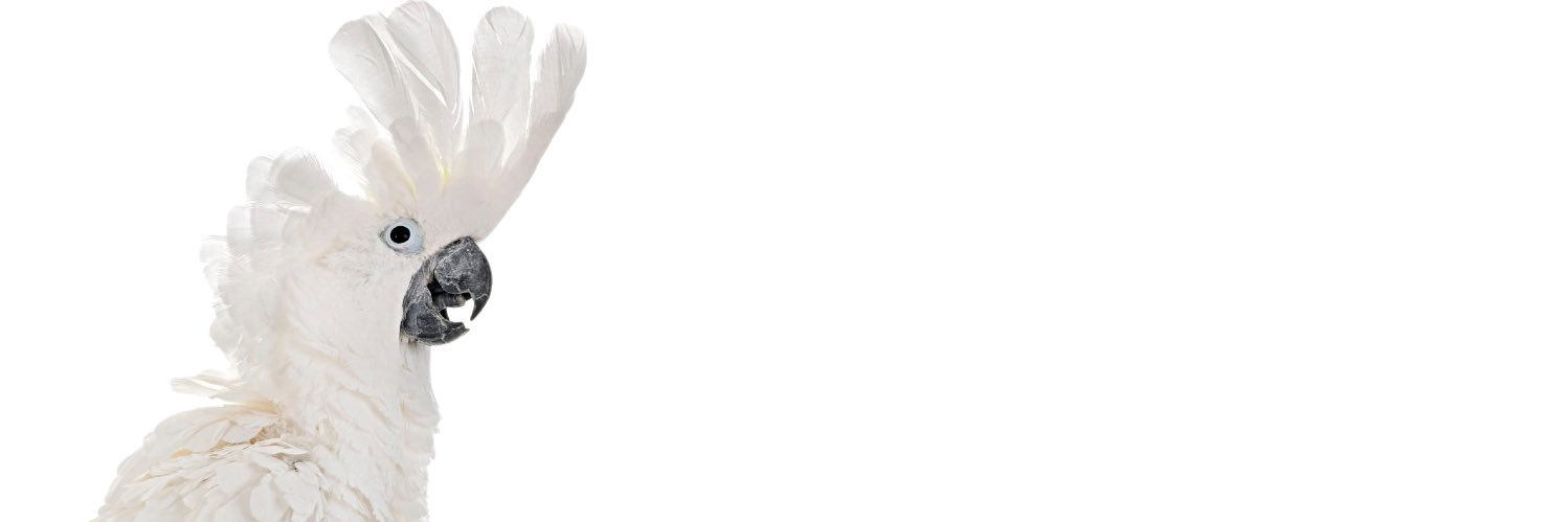 DoctorCockatoo's profile banner image