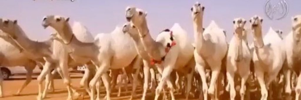 طــراد سـلـيـمـان عـسـاف الـذيـابـي banner