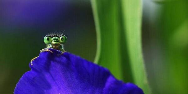 InsectCutie's profile banner image
