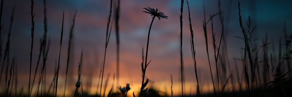 Sonlu_'s profile banner image
