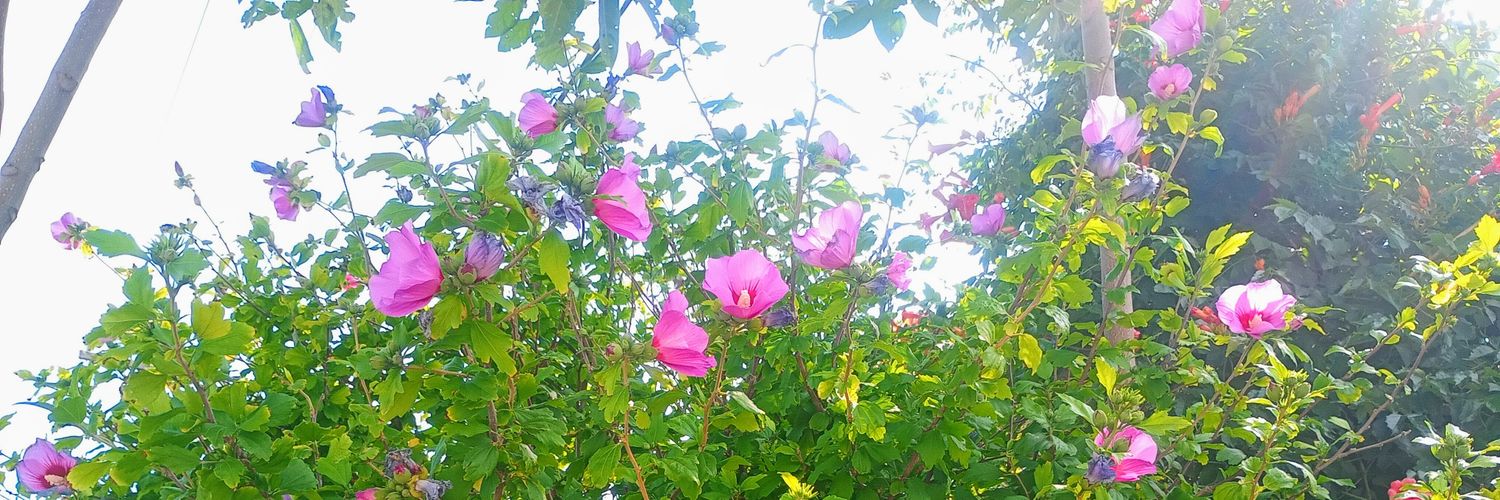 animarina17's profile banner image