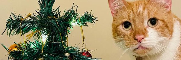 petmad53 Profile Banner