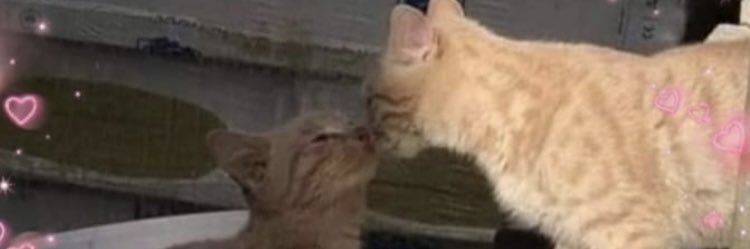 fryxll's profile banner image