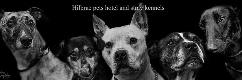 Hilbrae Dog Rescue banner