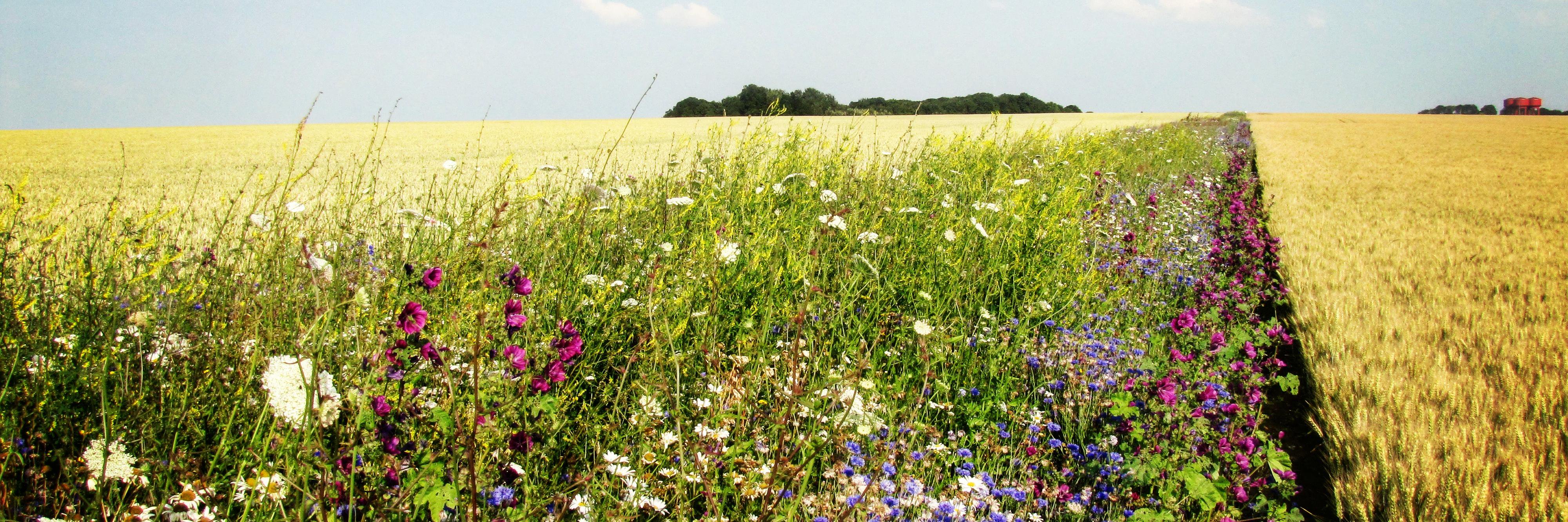 Réseau Biodiversité pour les Abeilles (RBA) banner