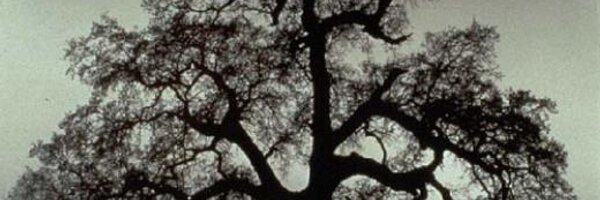 FokinMan Profile Banner