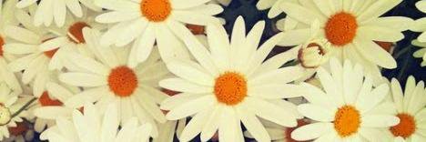 stefiher's profile banner image
