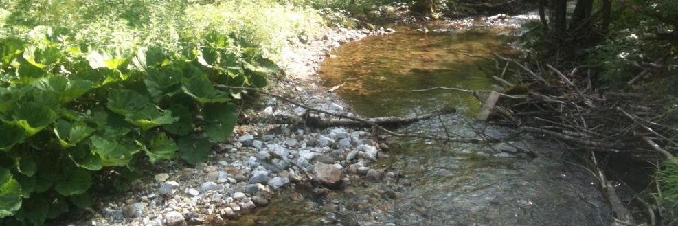 Johannes Radinger 🐟 banner