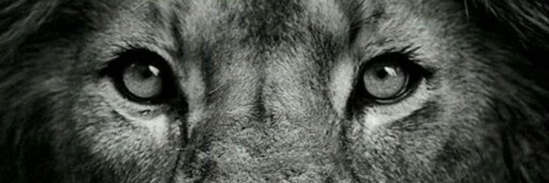 theweavo's profile banner image