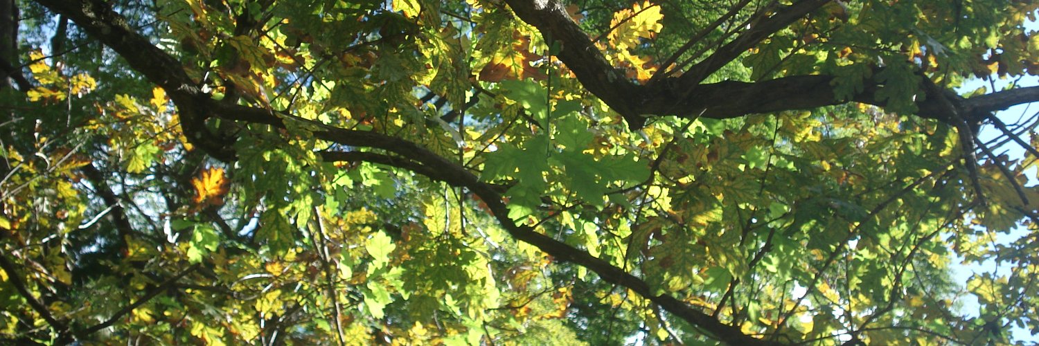 CentroBascoSP's profile banner image