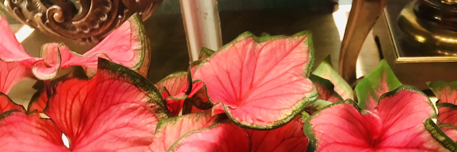 scvillacorta's profile banner image