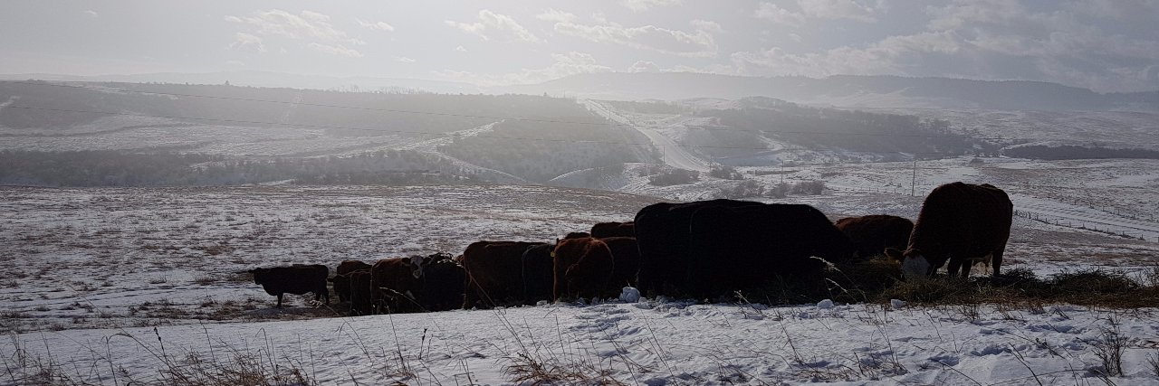 Rachel Herbert banner