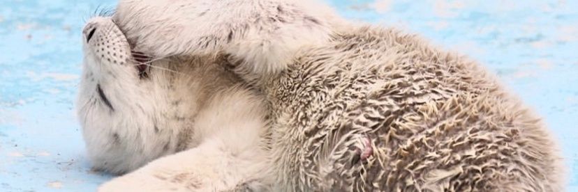 🪽Altaria Stan account🪽 banner