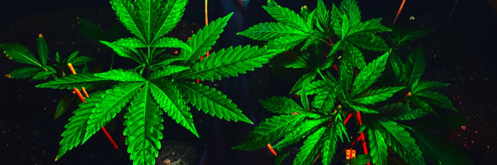 petro7400's profile banner image
