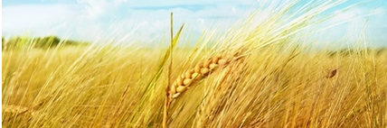 besca7's profile banner image
