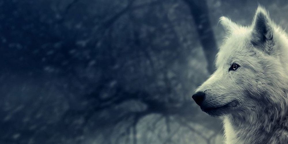 Жансу الفرات banner