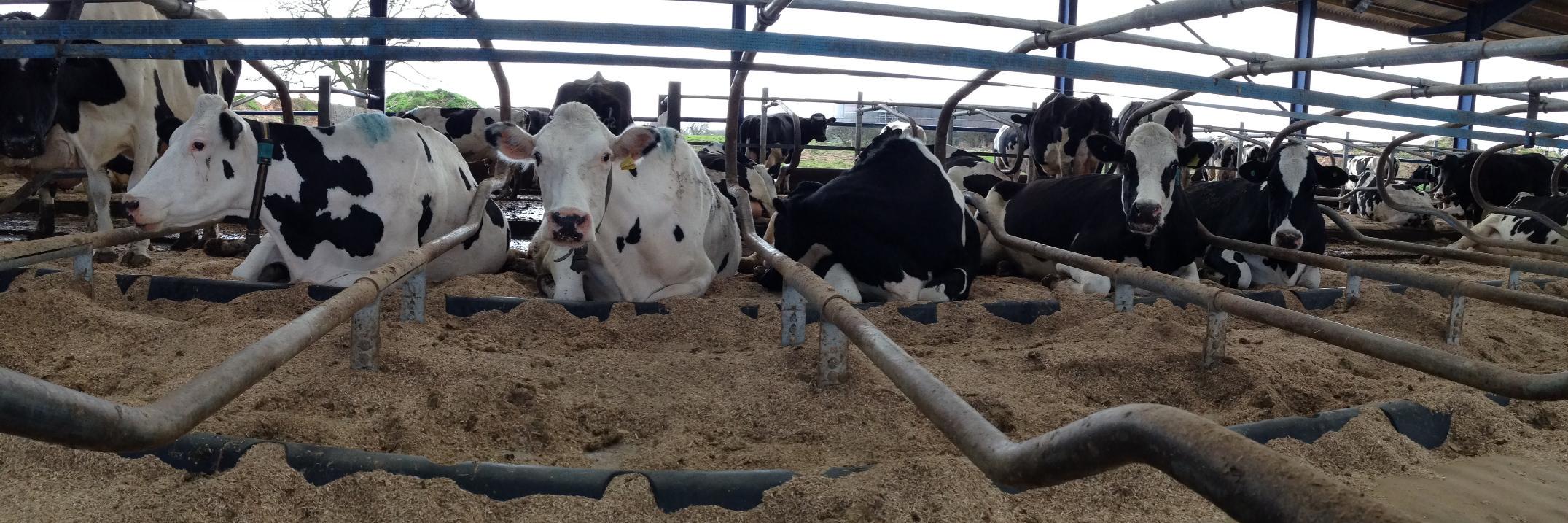 CowPlan - Ivor Davey banner