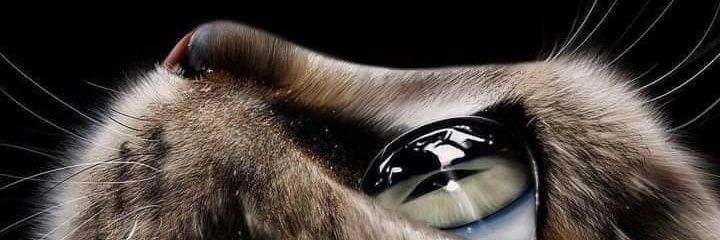 waltQuez's profile banner image