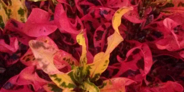 Sprkgddss01's profile banner image