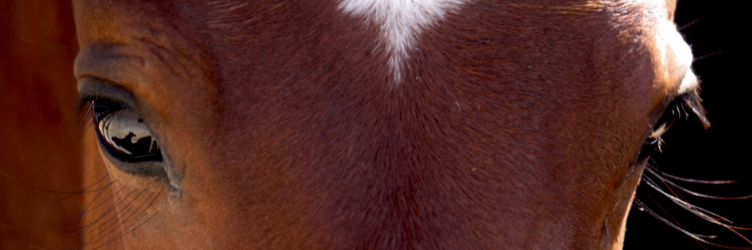 raritchie7's profile banner image
