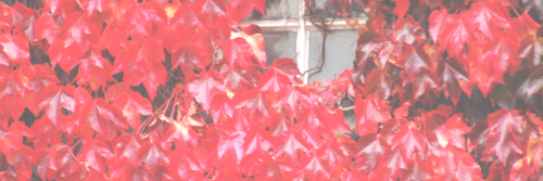 PostBadLovatic's profile banner image