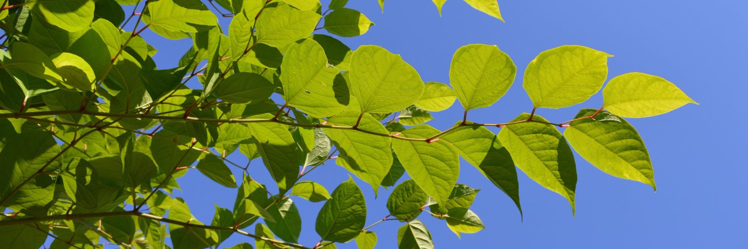 cqeees's profile banner image