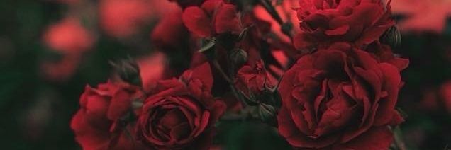 CinziaStyles's profile banner image