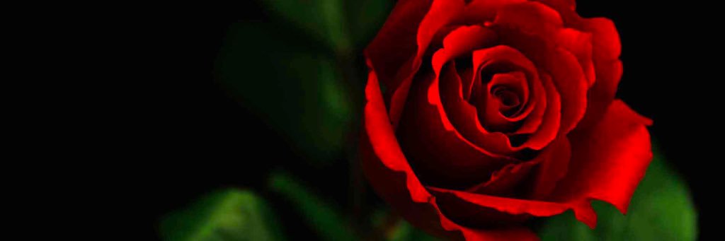 1Queen_Dove's profile banner image