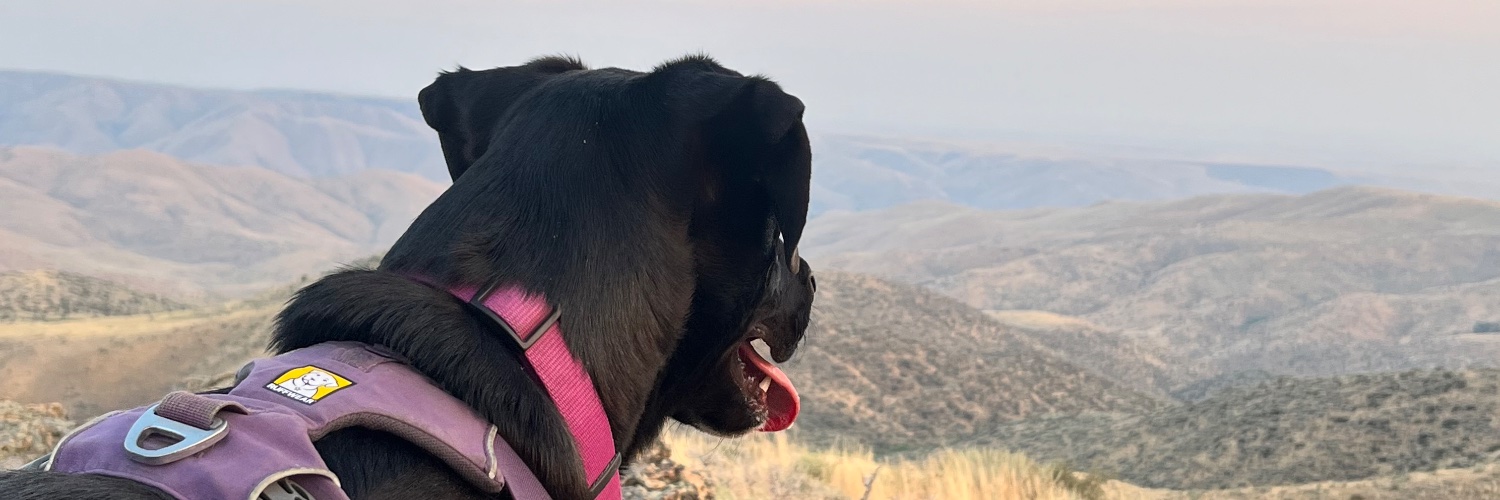 Rachel Spacek banner