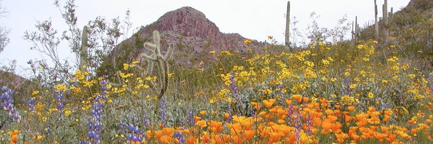 alisonsigmon's profile banner image