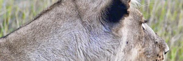 elemento Profile Banner