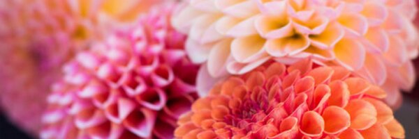 Tay_Bop Profile Banner