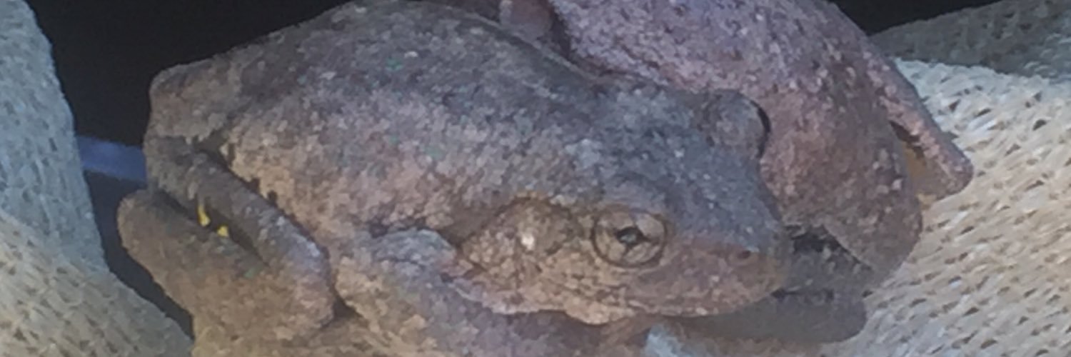 sirmondie's profile banner image