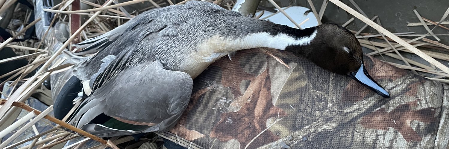 tyyfinch's profile banner image
