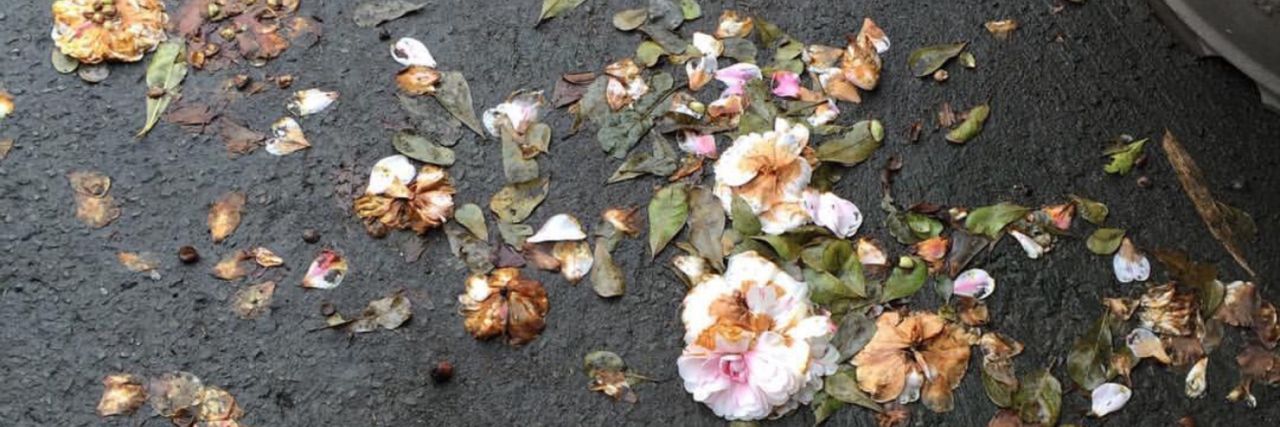 AgathaCrawley's profile banner image