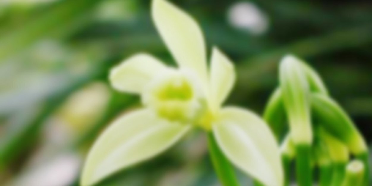 _____Vanilla_'s profile banner image