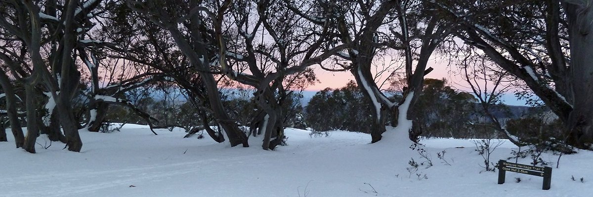 Bush Lawyer 🐿️🦝🏴󠁧󠁢󠁥󠁮󠁧󠁿✝️ banner