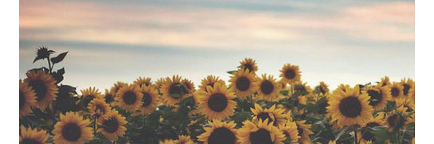 s_bustos's profile banner image